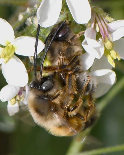 Réf. 247 726 : Eucera nigrilabris